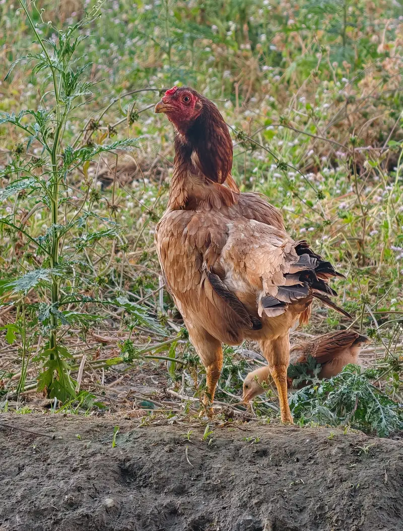Aseel Hen — photo 5
