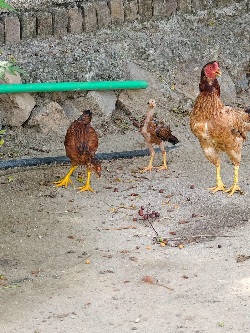 Aseel Hen — photo 6
