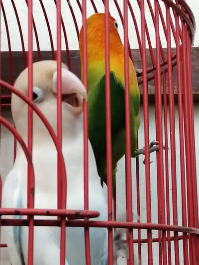 Confirm Breeder Males (Green Opaline & Blue Pastel) - High Quality
