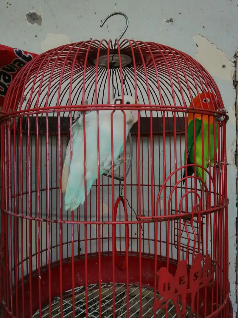 Confirm Breeder Males (Green Opaline & Blue Pastel) - High Quality — photo 2