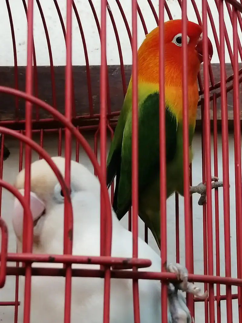 Confirm Breeder Males (Green Opaline & Blue Pastel) - High Quality — photo 3