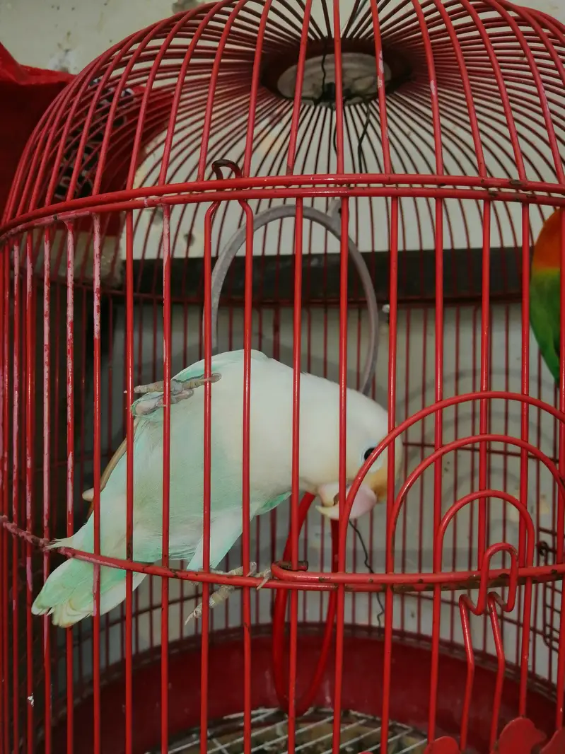 Confirm Breeder Males (Green Opaline & Blue Pastel) - High Quality — photo 4