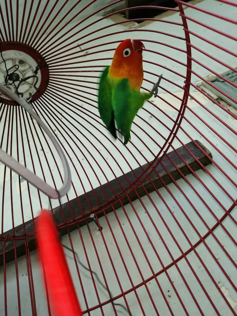 Confirm Breeder Males (Green Opaline & Blue Pastel) - High Quality — photo 5
