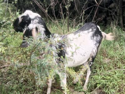 Sanar (pregnant) bakri is available for sale