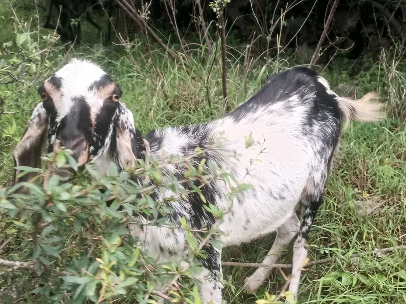 Sanar (pregnant) bakri is available for sale — photo 2