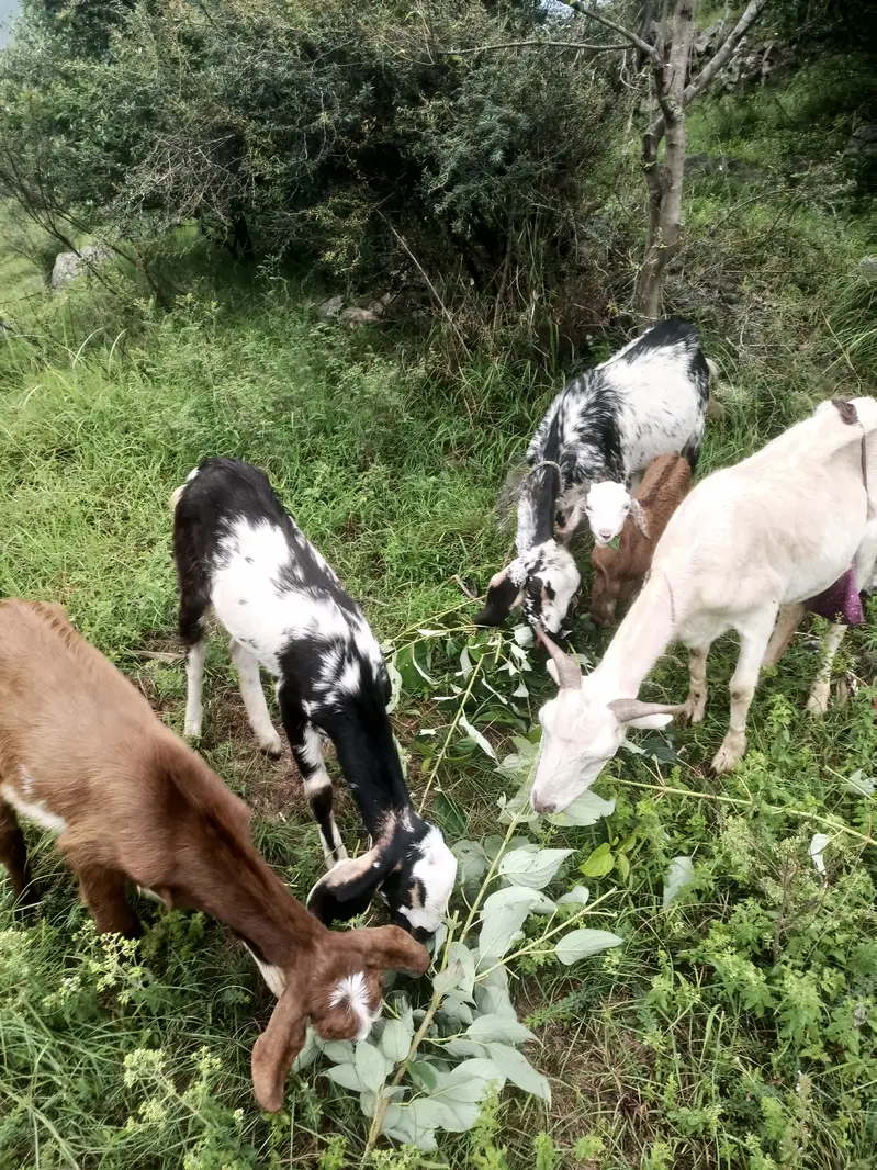 Sanar (pregnant) bakri is available for sale — photo 3