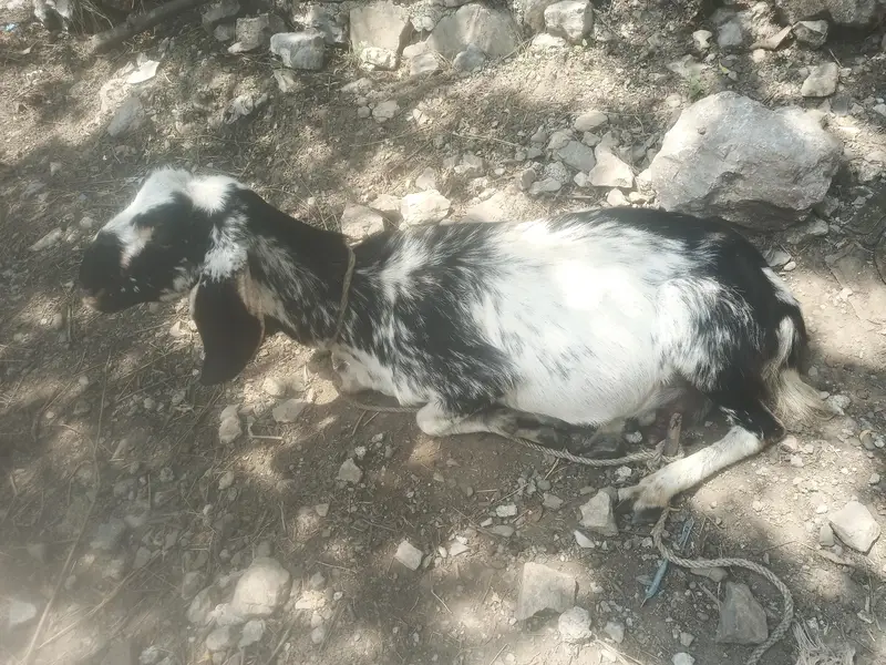 Sanar (pregnant) bakri is available for sale — photo 4