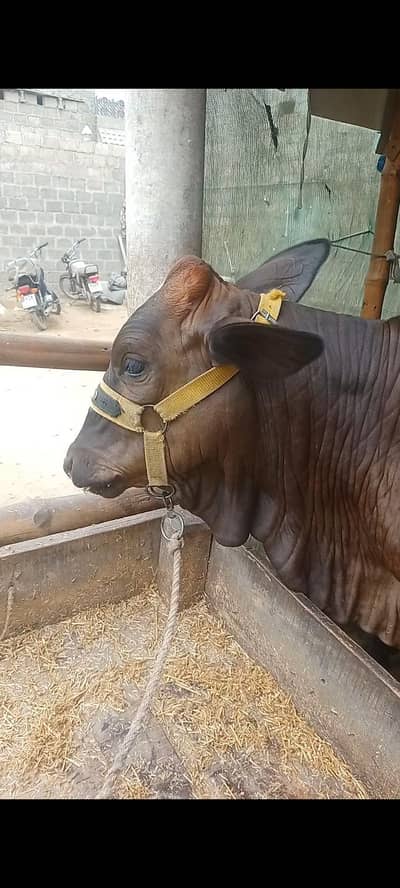 گرینڈو کراس