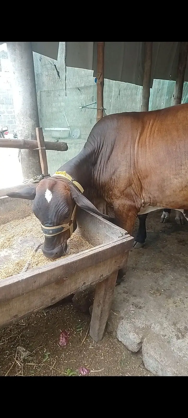 گرینڈو کراس — photo 2