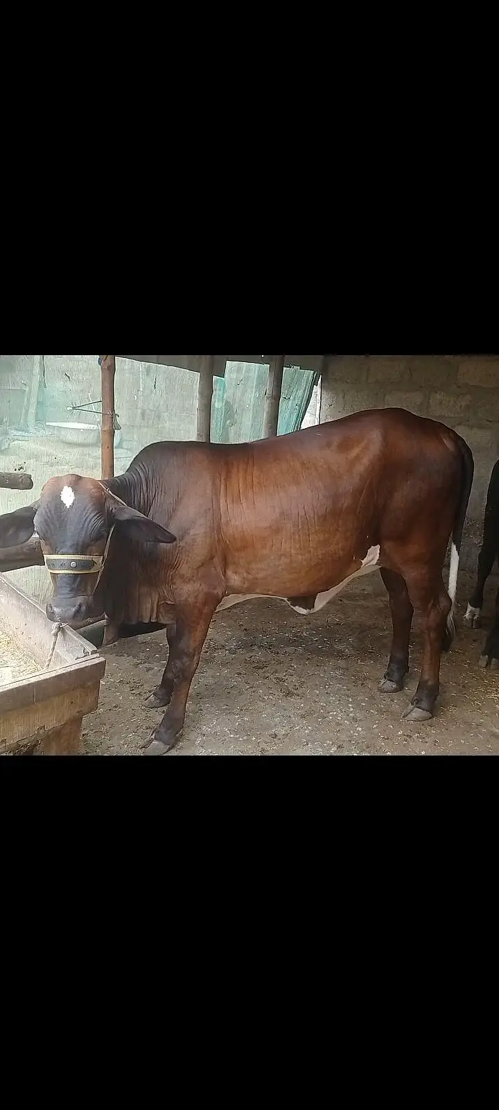 گرینڈو کراس — photo 5