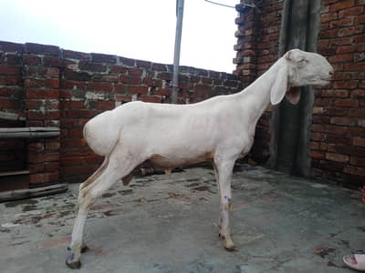 talagang dumba 34 height