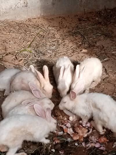 Red eyes white rabbit for sale