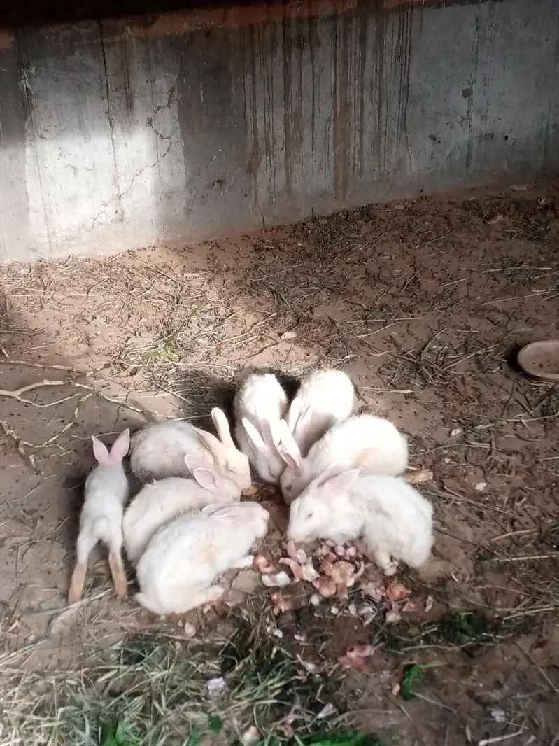 Red eyes white rabbit for sale — photo 2