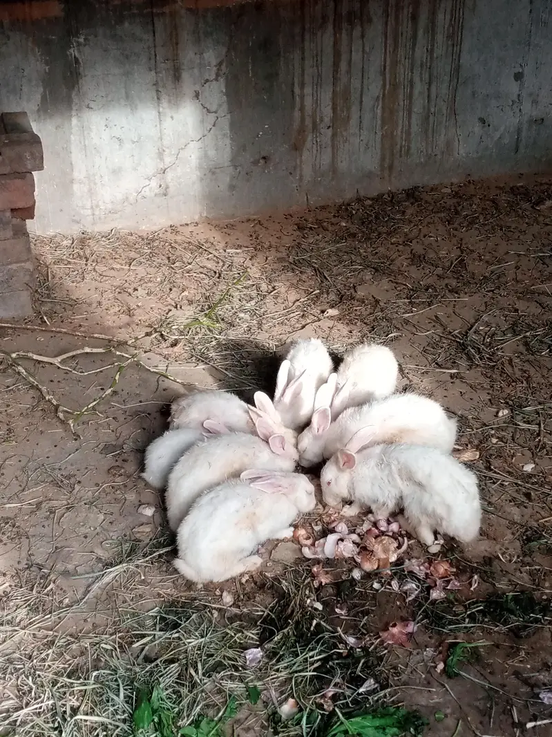 Red eyes white rabbit for sale — photo 3