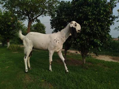 Goat/Female/Nagri Khubsurat Bakri