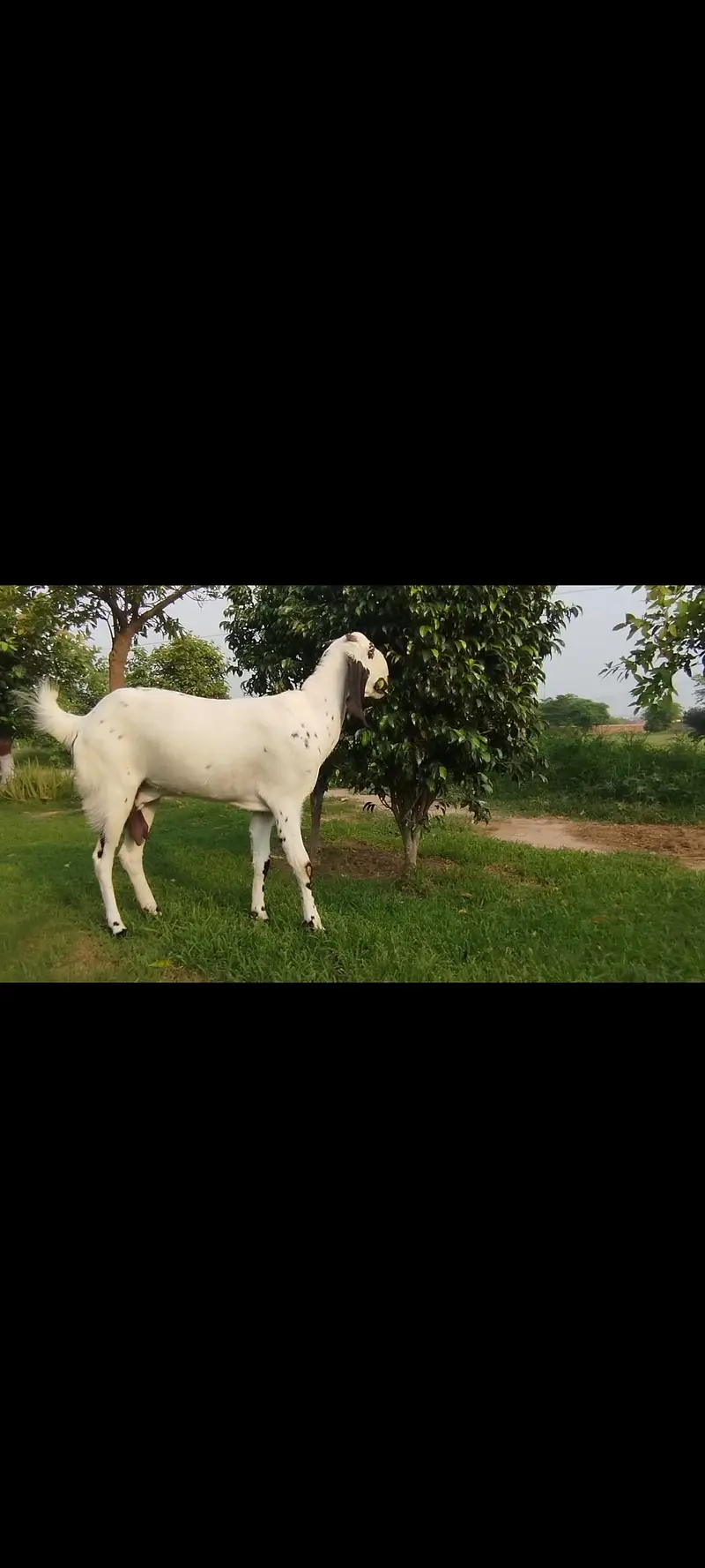 Goat/Female/Nagri Khubsurat Bakri — photo 2