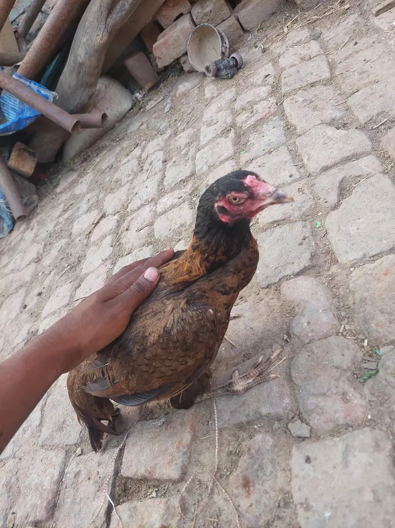 murgi serial — photo 3