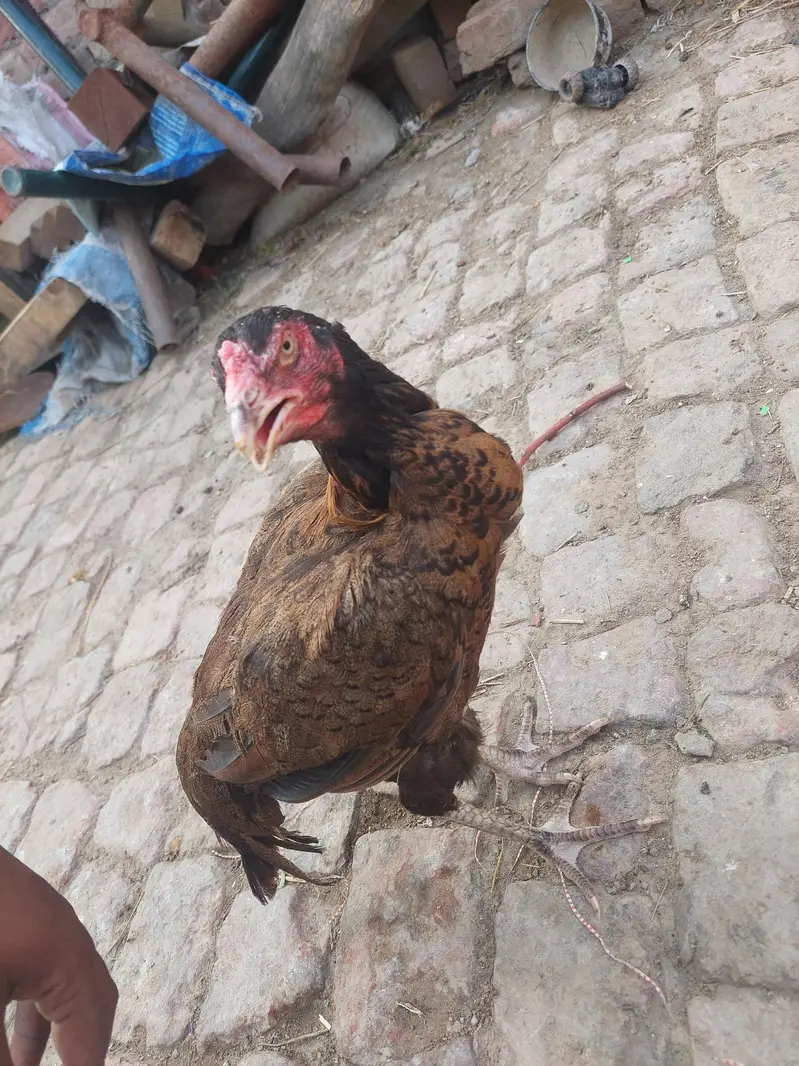 murgi serial — photo 4