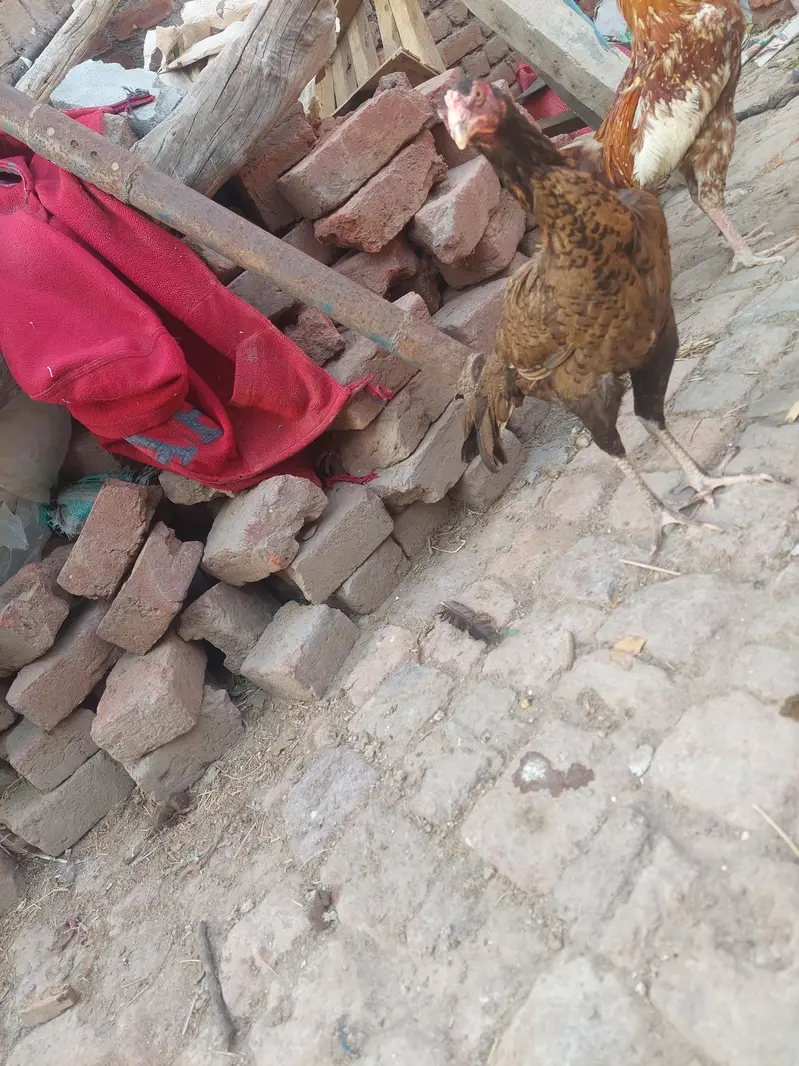 murgi serial — photo 5