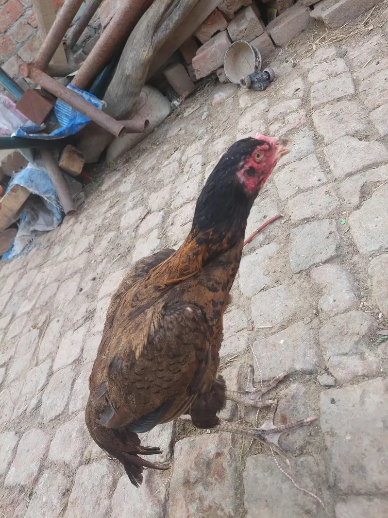 murgi serial — photo 6