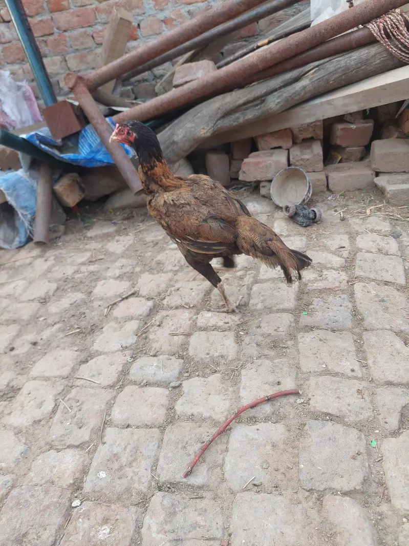murgi serial — photo 7