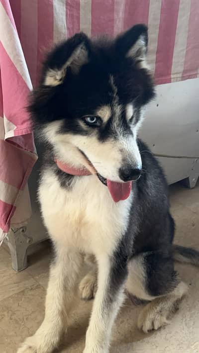 siberian husky for sale