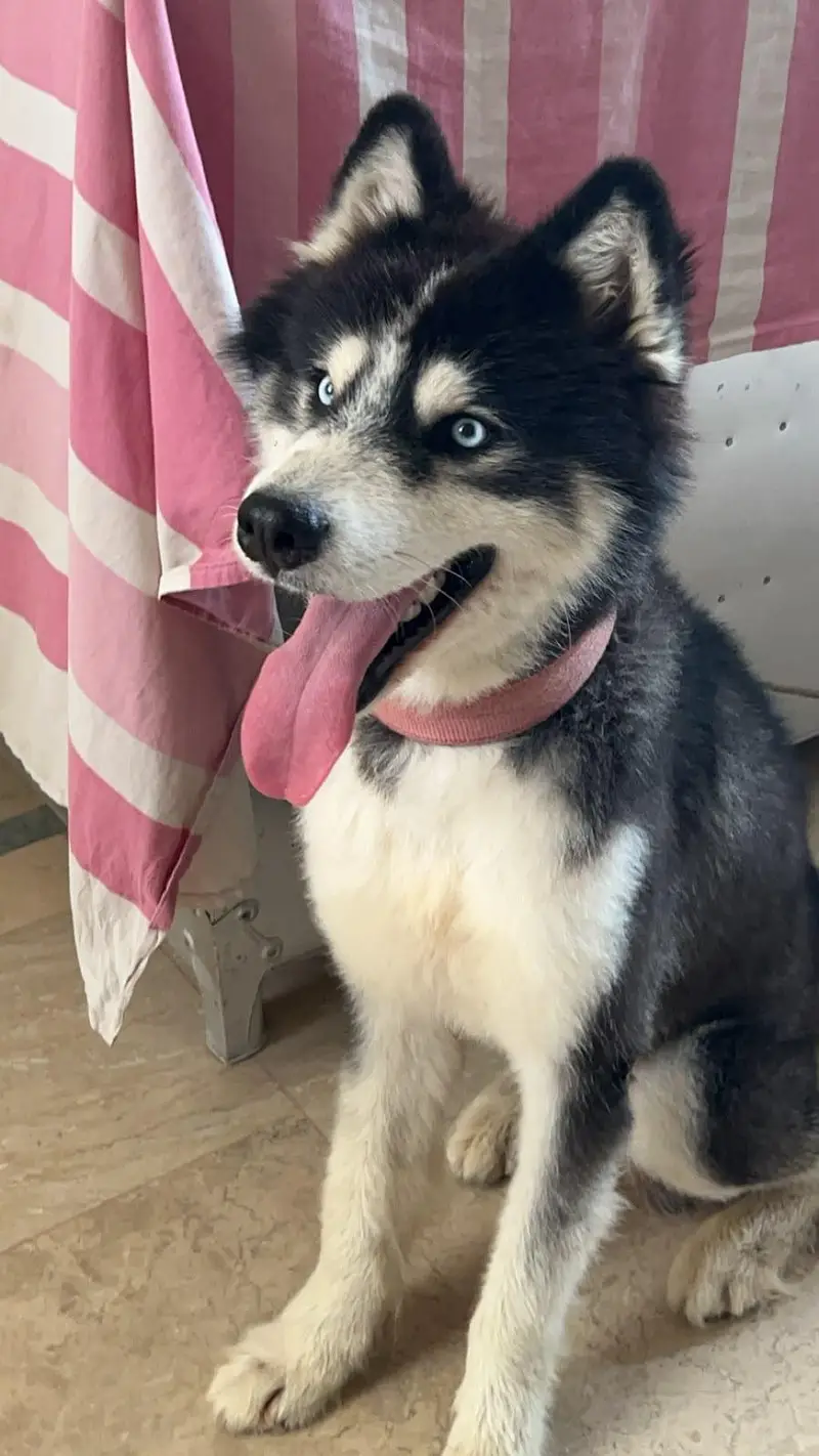 siberian husky for sale — photo 2