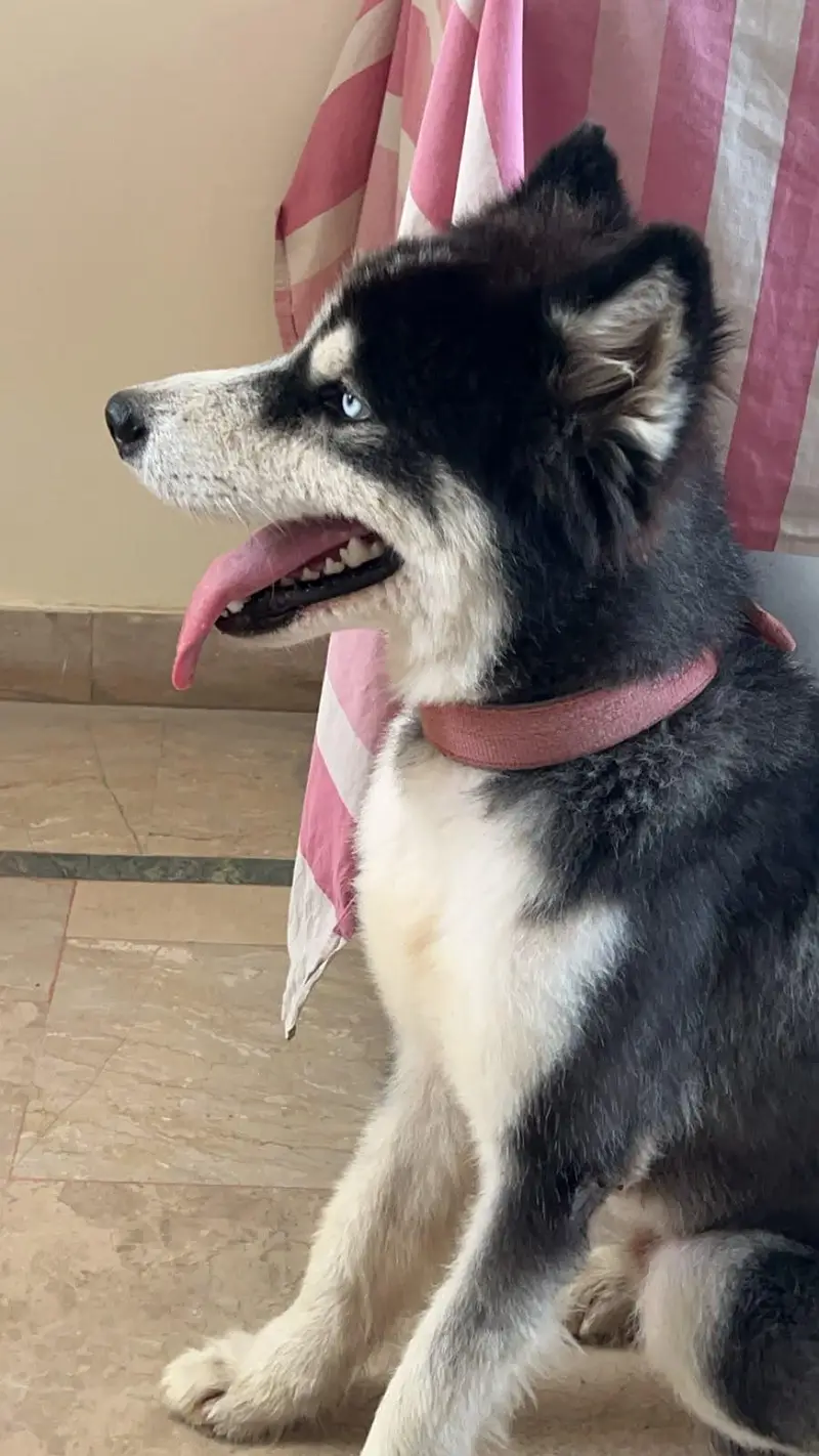 siberian husky for sale — photo 3