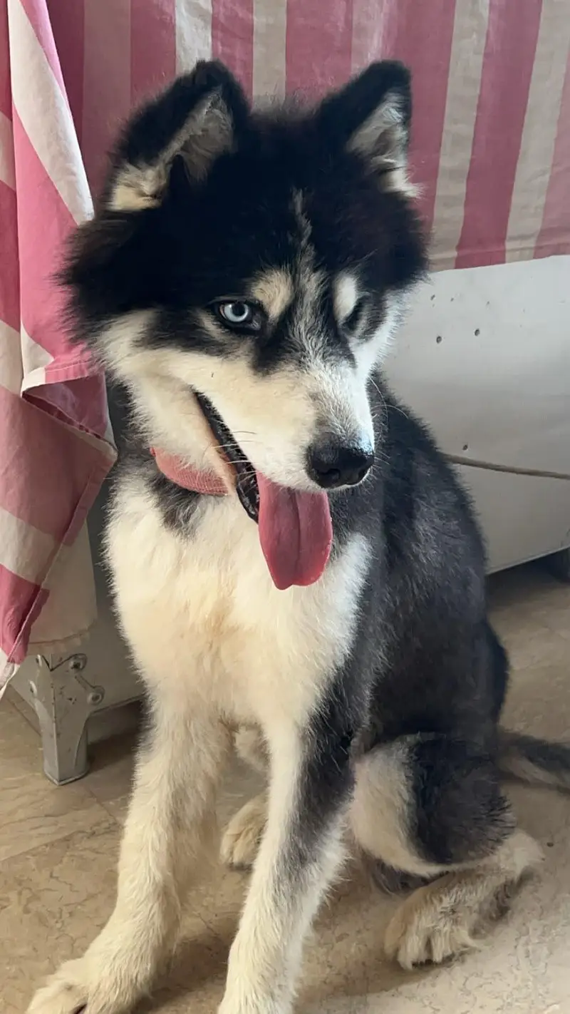 siberian husky for sale — photo 4