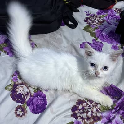 Persian Female Blue Eyes Kitten