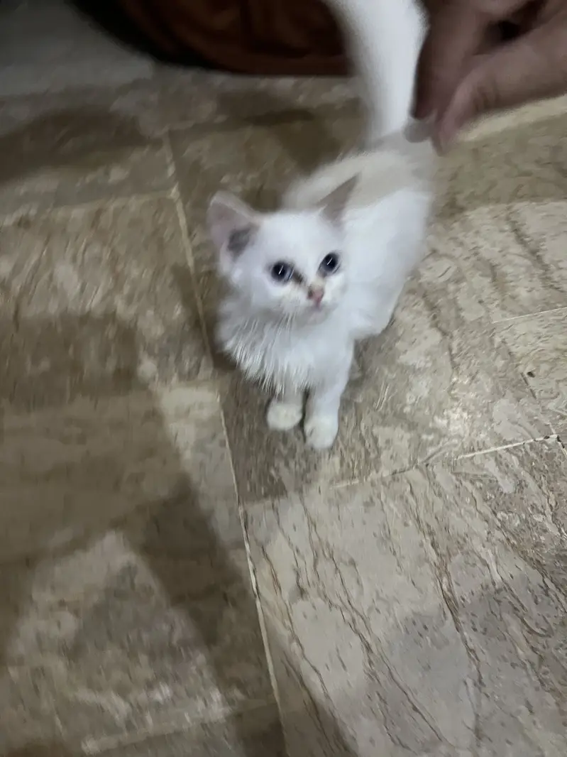 Persian Female Blue Eyes Kitten — photo 2