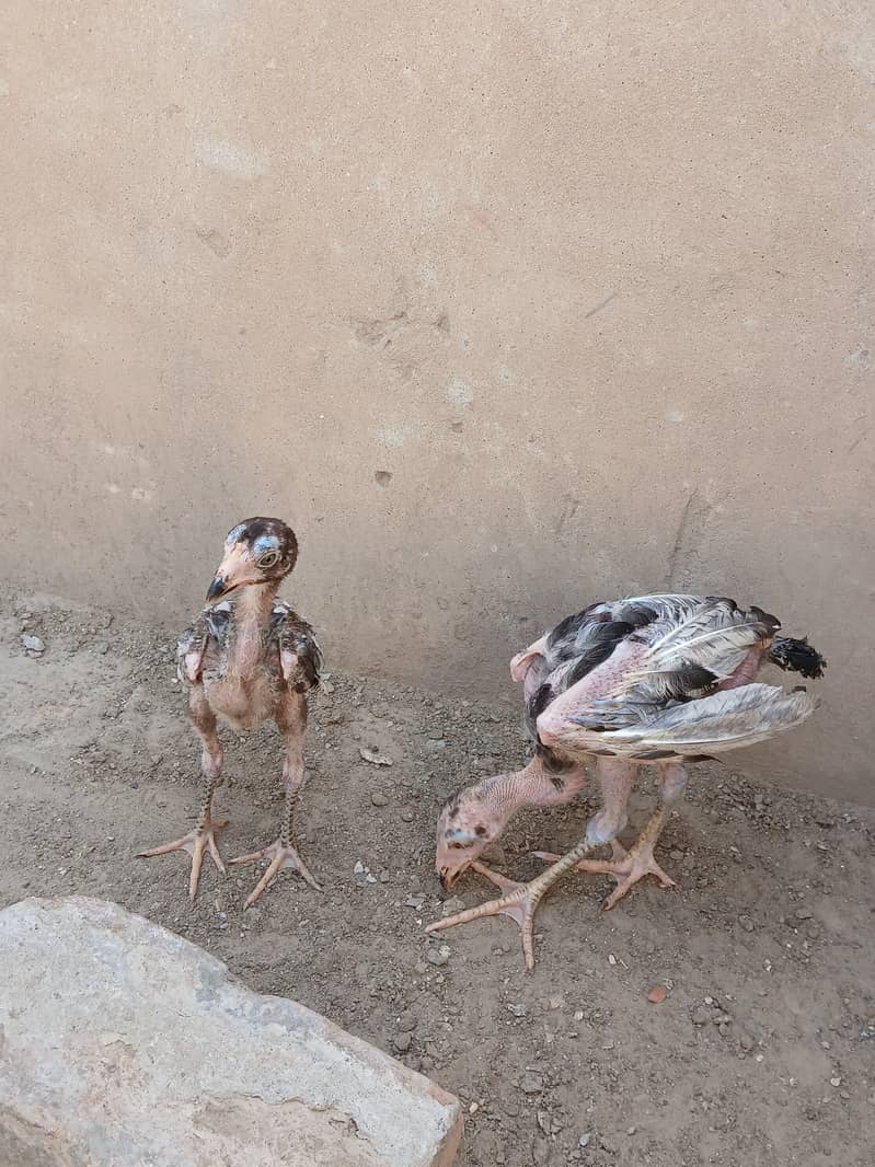 aseel chicks 0