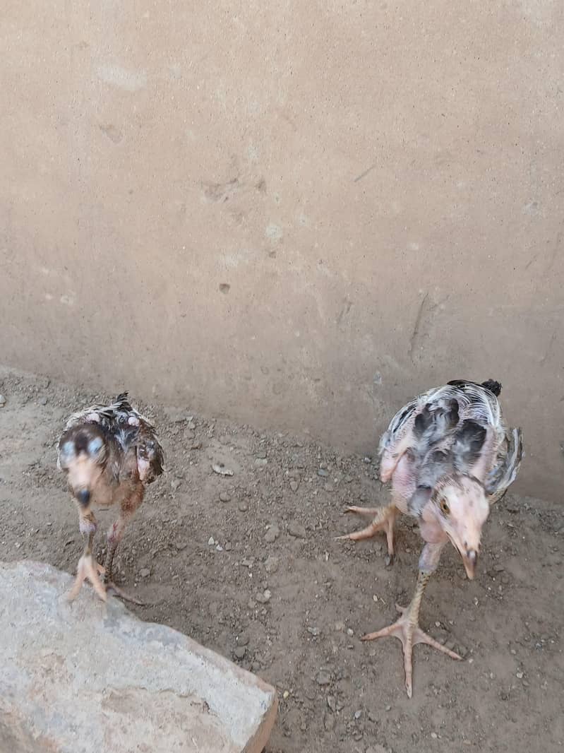 aseel chicks 1