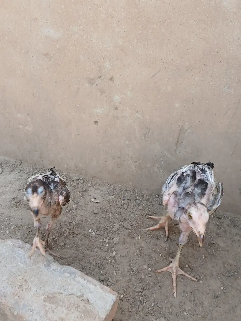 aseel chicks — photo 2