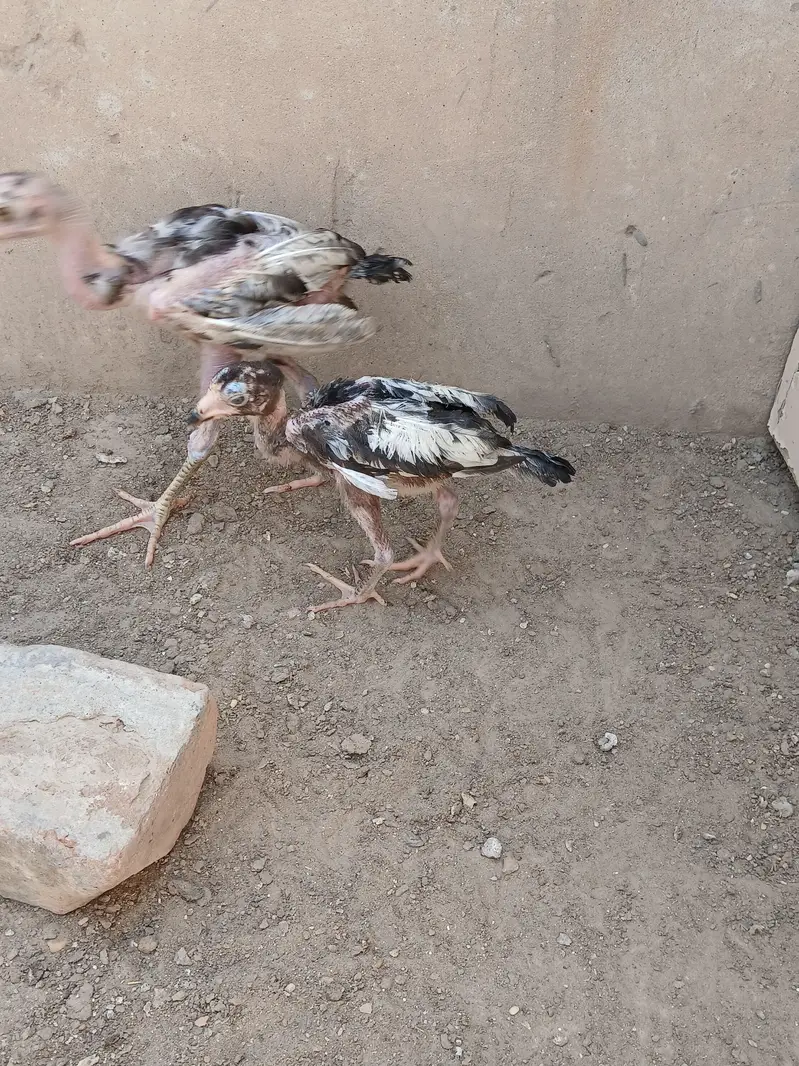 aseel chicks — photo 3