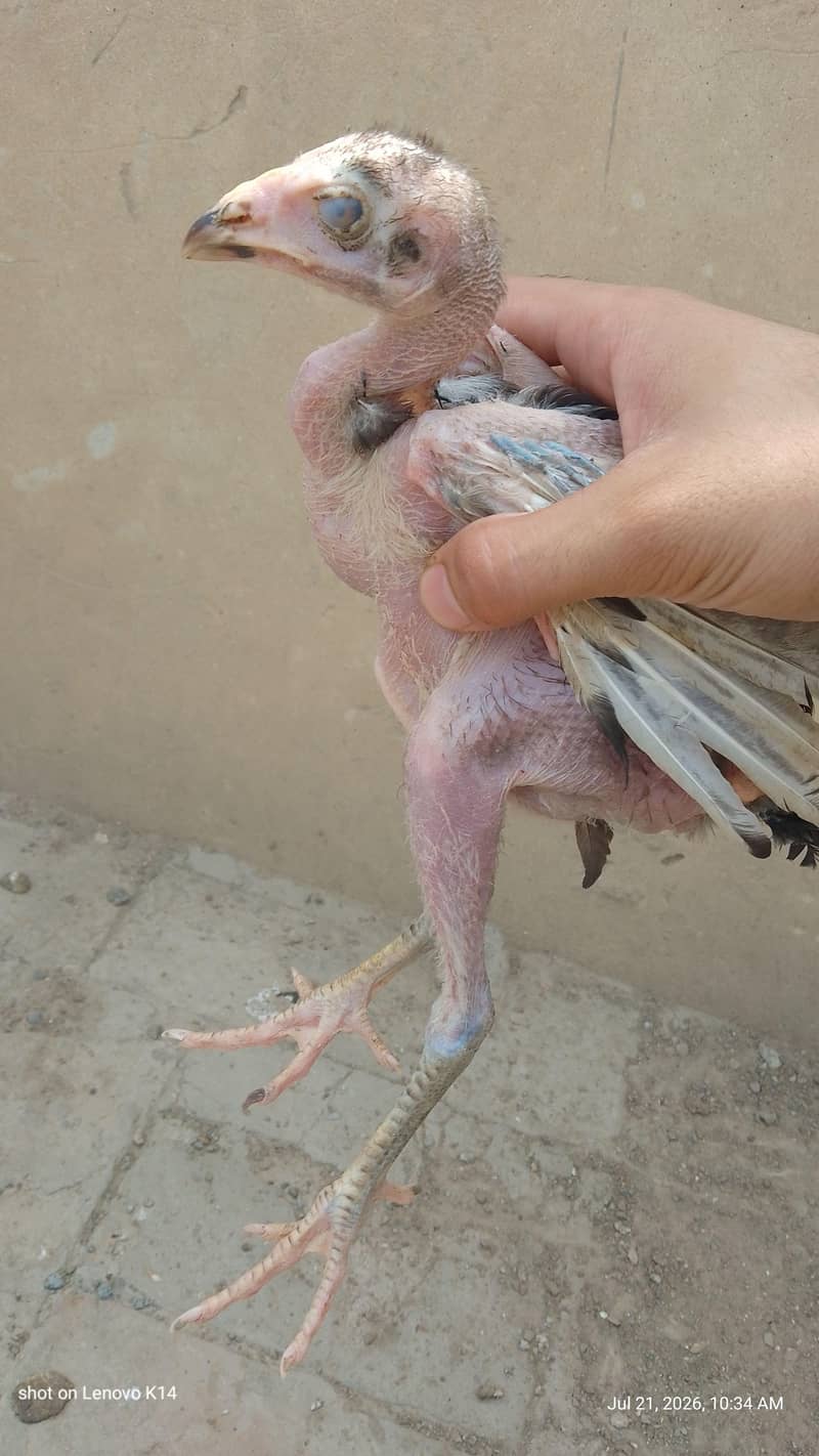 aseel chicks 3