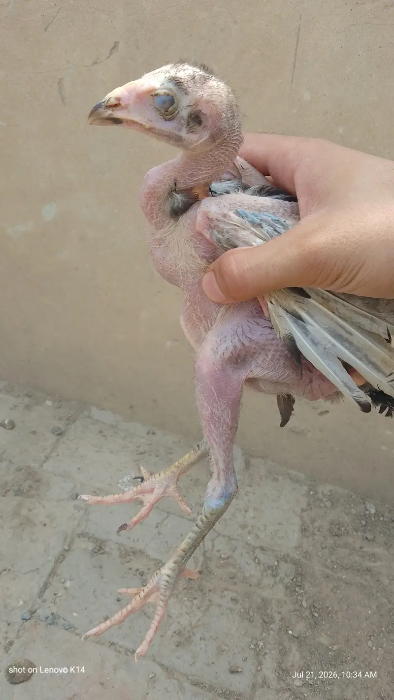 aseel chicks — photo 4