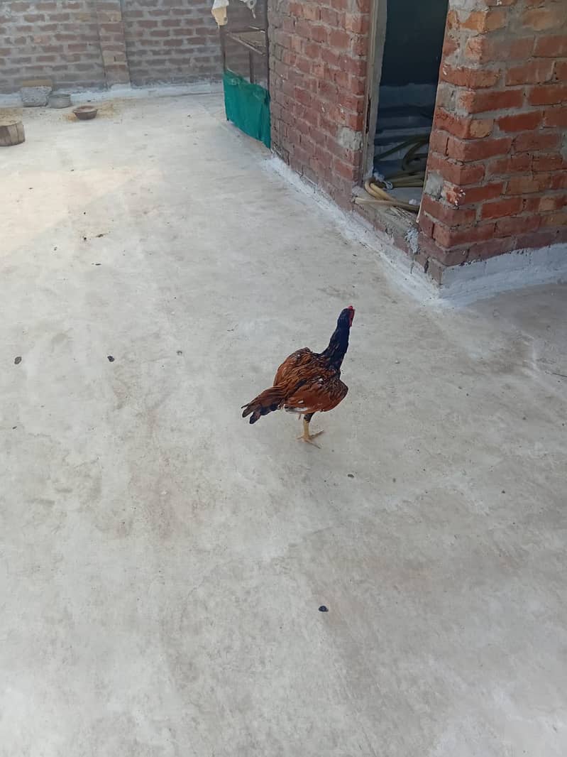 Aseel patha 2