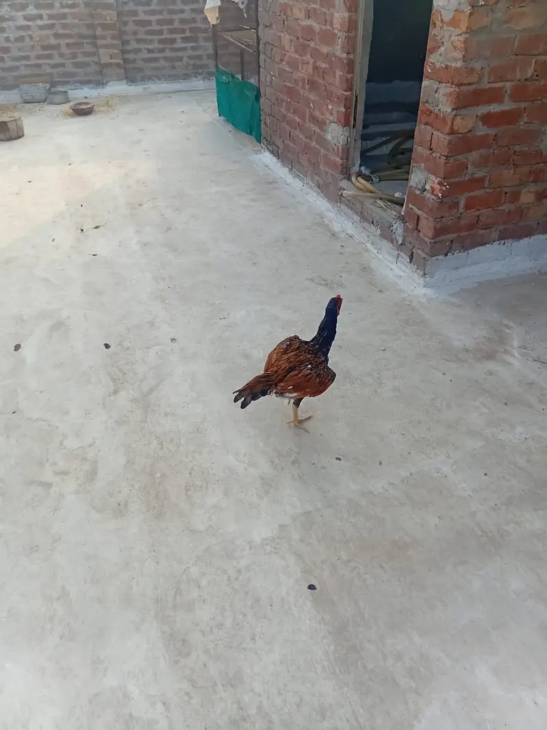 Aseel patha — photo 3