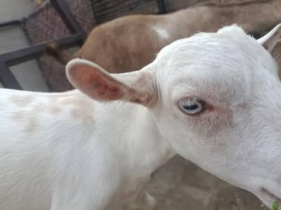Ablak teddy female