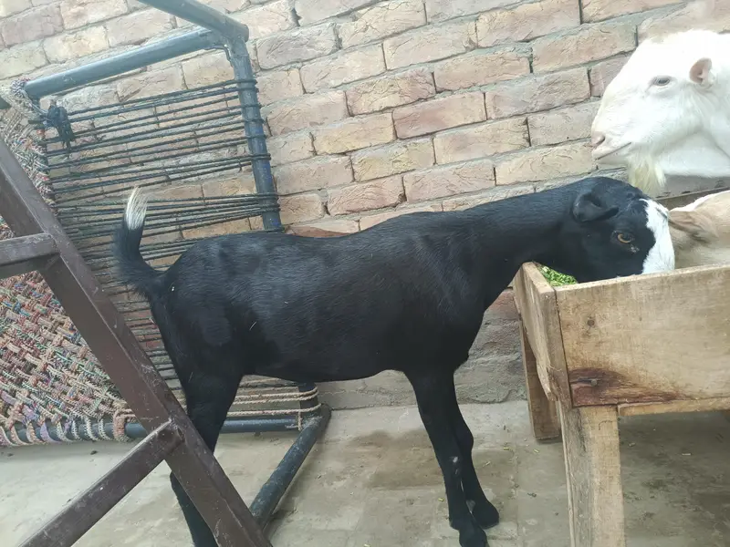Ablak teddy female — photo 5