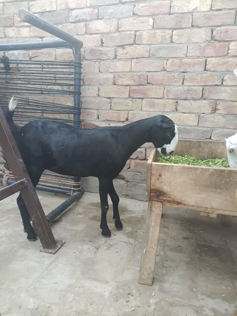 Ablak teddy female — photo 7