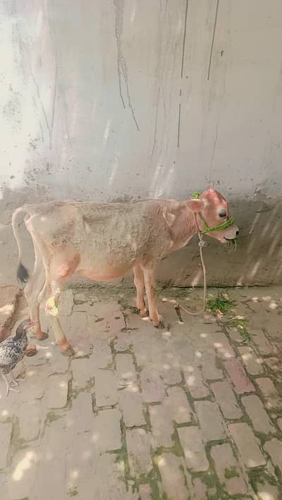 mashallah red colour ka bulls for sale