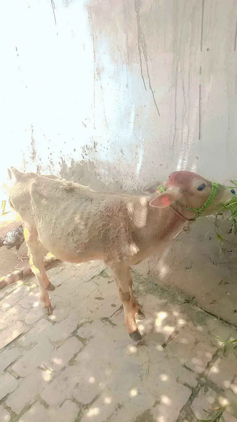 mashallah red colour ka bulls for sale — photo 2
