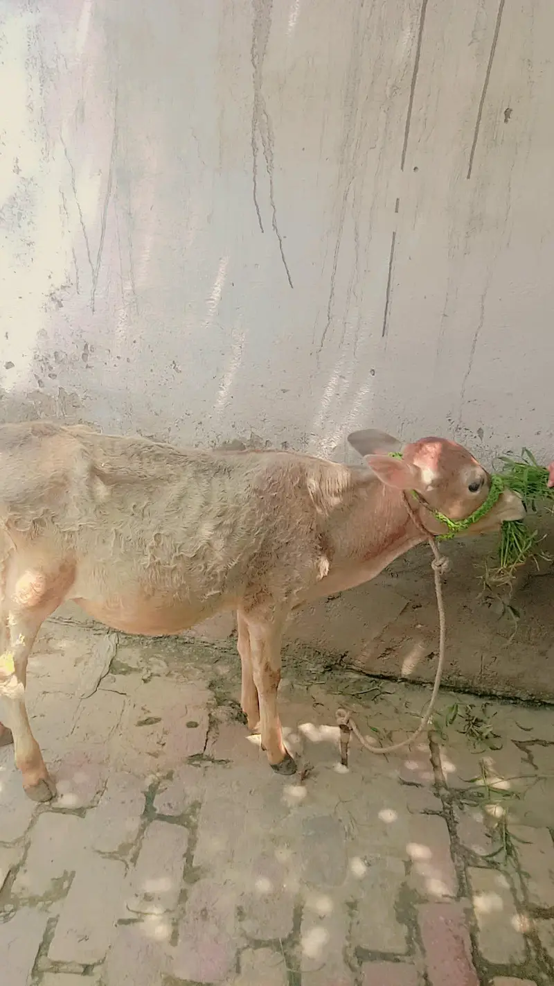 mashallah red colour ka bulls for sale — photo 3
