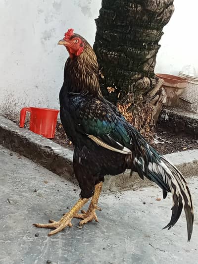 1 murga ha 2 murgiya hn