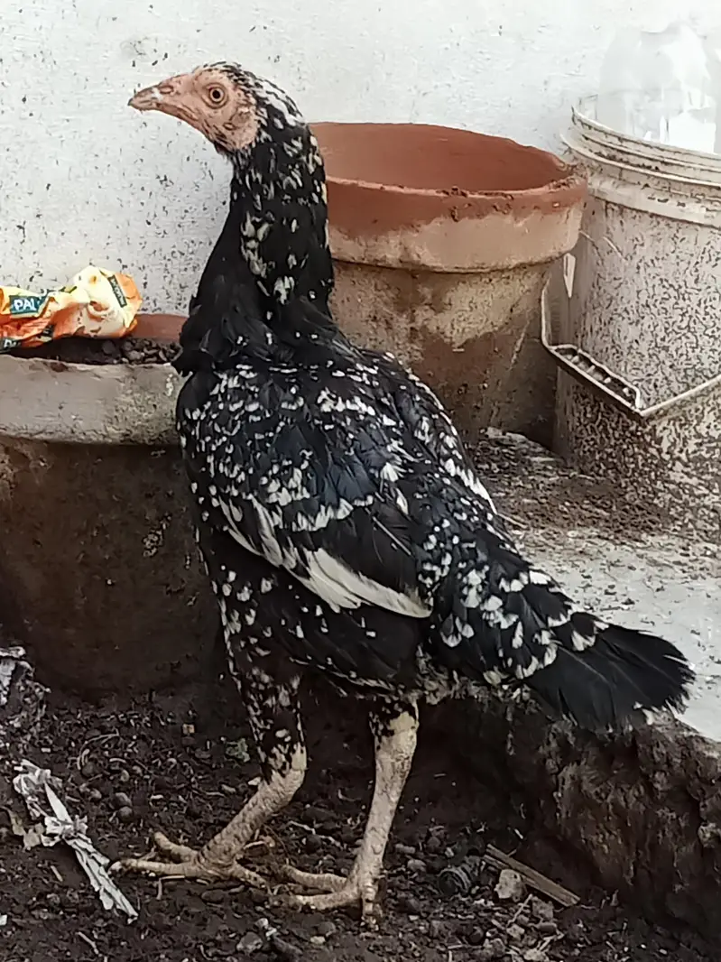 1 murga ha 2 murgiya hn — photo 2