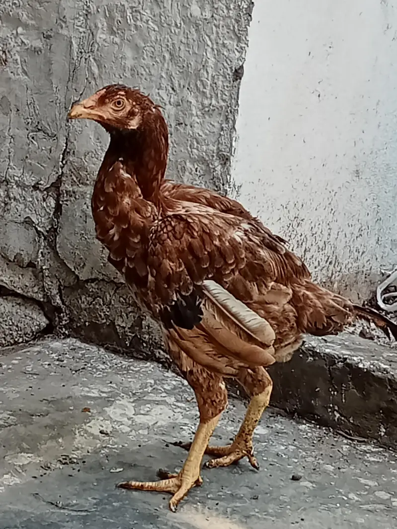 1 murga ha 2 murgiya hn — photo 3