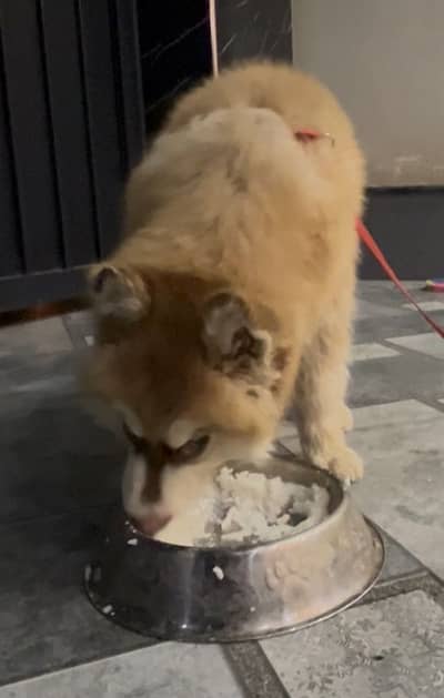Siberian Husky Male Triple Coat