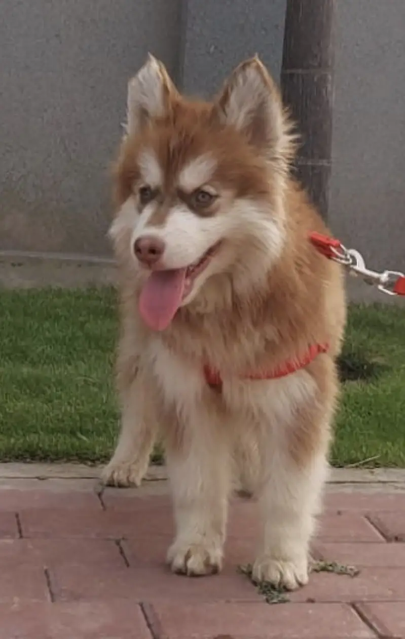Siberian Husky Male Triple Coat — photo 2
